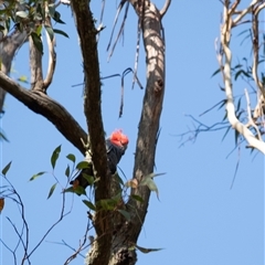 Callocephalon fimbriatum (Gang-gang Cockatoo) at Penrose, NSW - 3 Jan 2025 by Aussiegall