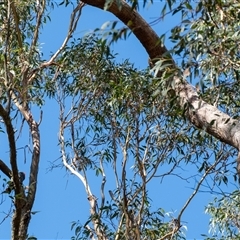 Callocephalon fimbriatum at Penrose, NSW - 4 Jan 2025