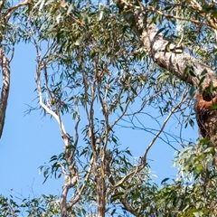 Callocephalon fimbriatum at Penrose, NSW - suppressed