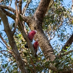 Callocephalon fimbriatum at Penrose, NSW - suppressed