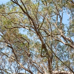 Callocephalon fimbriatum at Penrose, NSW - suppressed