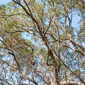 Callocephalon fimbriatum at Penrose, NSW - 4 Jan 2025