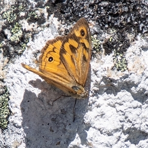 Heteronympha merope at Cotter River, ACT - 29 Dec 2024