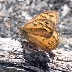 Heteronympha merope at Cotter River, ACT - 29 Dec 2024