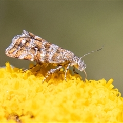 Asterivora lampadias (A Metalmark moth) at Cotter River, ACT - 29 Dec 2024 by SWishart