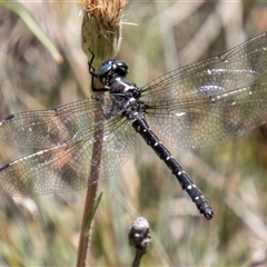 Eusynthemis guttata (Southern Tigertail) at Cotter River, ACT - 29 Dec 2024 by SWishart