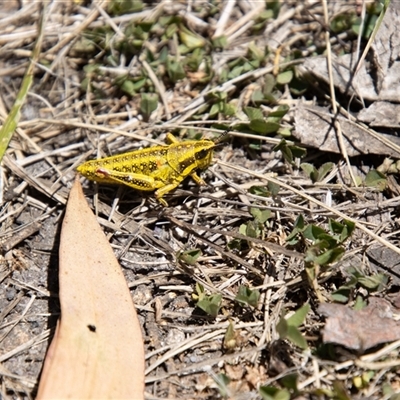 Monistria concinna (Southern Pyrgomorph) at Cotter River, ACT - 29 Dec 2024 by SWishart