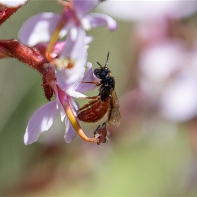 Exoneura sp. (genus) (A reed bee) at Cotter River, ACT - 29 Dec 2024 by SWishart