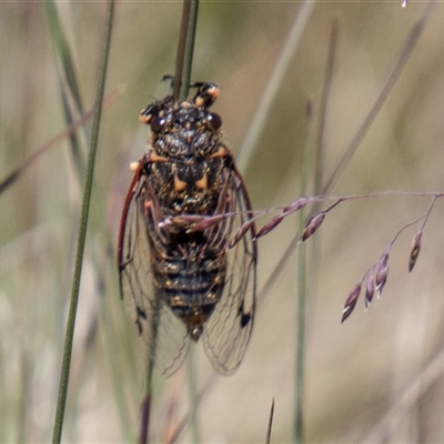 Galanga labeculata at Cotter River, ACT - 29 Dec 2024 by SWishart