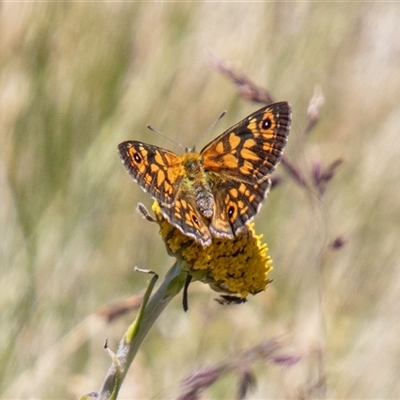 Oreixenica orichora (Spotted Alpine Xenica) at Cotter River, ACT - 29 Dec 2024 by SWishart