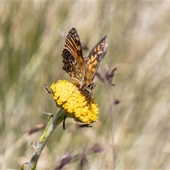 Oreixenica orichora at Cotter River, ACT - 29 Dec 2024