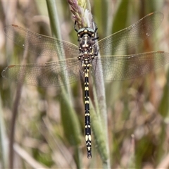 Austroaeschna pulchra at Cotter River, ACT - 29 Dec 2024 by SWishart