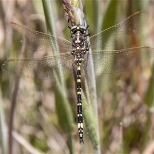 Synthemis eustalacta at Cotter River, ACT - 29 Dec 2024 12:40 PM