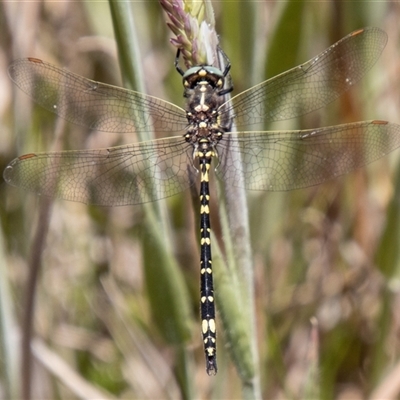 Austroaeschna pulchra at Cotter River, ACT - 29 Dec 2024 by SWishart