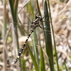 Synthemis eustalacta at Cotter River, ACT - 29 Dec 2024 12:40 PM