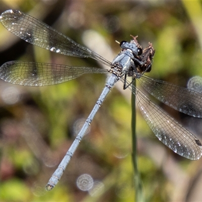 Griseargiolestes intermedius at Cotter River, ACT - 29 Dec 2024 by SWishart