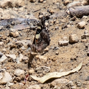 Vanessa itea at Cotter River, ACT - 29 Dec 2024 12:46 PM