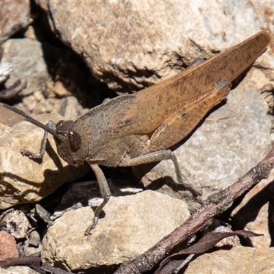 Goniaea carinata (Black kneed gumleaf grasshopper) at Cotter River, ACT - 29 Dec 2024 by SWishart