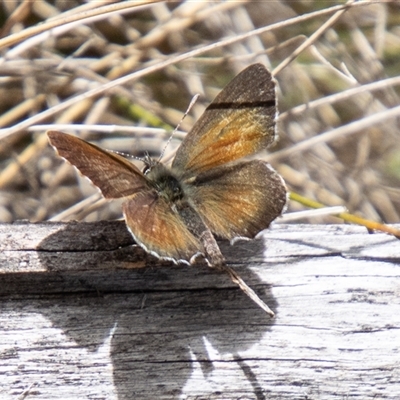 Neolucia hobartensis (Montane Heath-blue) at Bimberi, NSW - 29 Dec 2024 by SWishart