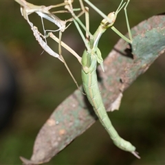 Didymuria violescens (Spur-legged stick insect) at Palerang, NSW - 7 Jan 2025 by AlisonMilton