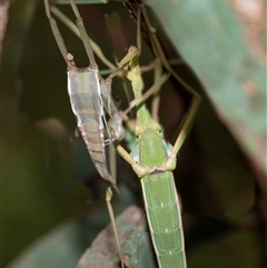 Didymuria violescens at Palerang, NSW - 7 Jan 2025 01:45 PM