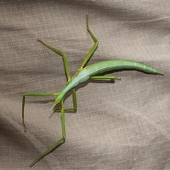 Didymuria violescens at Palerang, NSW - 7 Jan 2025 01:45 PM