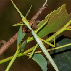 Didymuria violescens at Palerang, NSW - 7 Jan 2025 01:45 PM