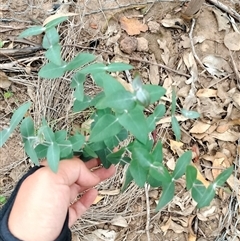 Eucalyptus benthamii (Camden White Gum) at Orangeville, NSW - 9 Jan 2025 by belleandjason