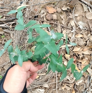 Eucalyptus benthamii at Orangeville, NSW - 9 Jan 2025