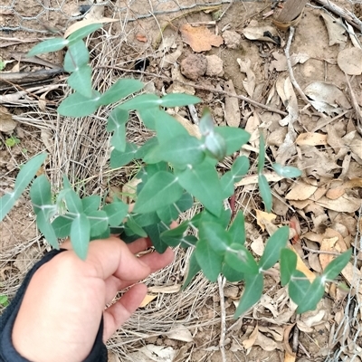 Eucalyptus benthamii (Camden White Gum) at Orangeville, NSW - 9 Jan 2025 by belleandjason