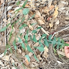 Eucalyptus benthamii at Orangeville, NSW - 9 Jan 2025