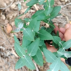 Eucalyptus benthamii at Orangeville, NSW - 9 Jan 2025