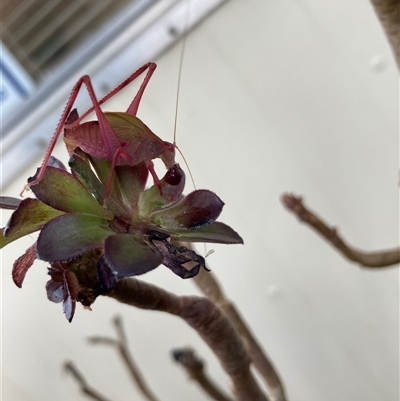 Unidentified Grasshopper, Cricket or Katydid (Orthoptera) at Hall, ACT - 9 Jan 2025 by Rosie