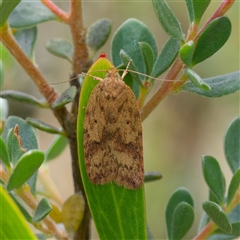 Garrha (genus) (A concealer moth) at Tharwa, ACT - 8 Jan 2025 by DPRees125