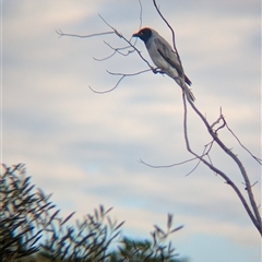 Coracina novaehollandiae (Black-faced Cuckooshrike) at Lake Mackay, NT - 30 Dec 2024 by Darcy