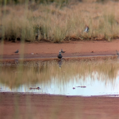 Phaps histrionica (Flock Bronzewing) at Lake Mackay, NT - 30 Dec 2024 by Darcy