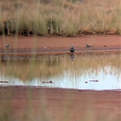 Phaps histrionica at Lake Mackay, NT - 31 Dec 2024