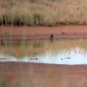 Phaps histrionica at Lake Mackay, NT - 31 Dec 2024 07:48 AM