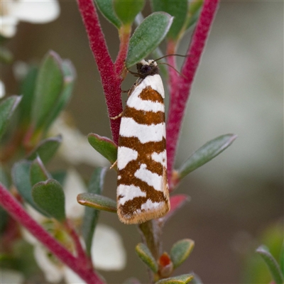 Technitis desmotana (A tortrix or leafroller moth) at Tharwa, ACT - 8 Jan 2025 by DPRees125