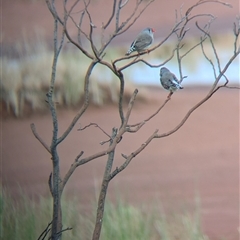 Taeniopygia guttata (Zebra Finch) at Lake Mackay, NT - 30 Dec 2024 by Darcy