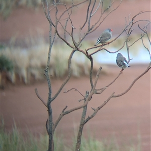 Taeniopygia guttata at Lake Mackay, NT - 31 Dec 2024 07:52 AM