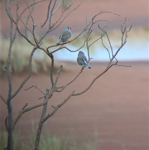 Taeniopygia guttata at Lake Mackay, NT - 31 Dec 2024 07:52 AM