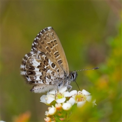 Neolucia hobartensis (Montane Heath-blue) at Tharwa, ACT - 8 Jan 2025 by DPRees125