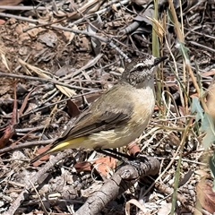 Acanthiza chrysorrhoa (Yellow-rumped Thornbill) at Dunlop, ACT - 8 Jan 2025 by kasiaaus