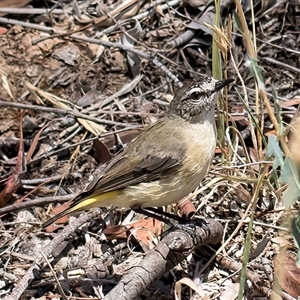 Acanthiza chrysorrhoa at Dunlop, ACT - 8 Jan 2025 01:39 PM