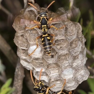 Polistes (Polistes) chinensis (Asian paper wasp) at Dunlop, ACT - 8 Jan 2025 by kasiaaus