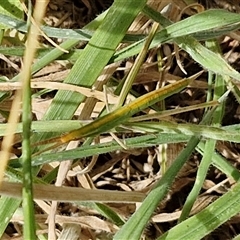 Acrida conica (Giant green slantface) at Bruce, ACT - 9 Jan 2025 by trevorpreston