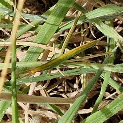 Acrida conica (Giant green slantface) at Bruce, ACT - 9 Jan 2025 by trevorpreston