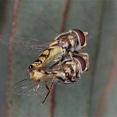 Simosyrphus grandicornis (Common hover fly) at Dunlop, ACT - 8 Jan 2025 by kasiaaus