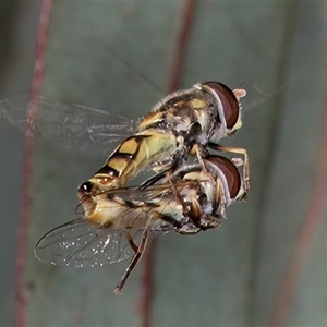 Simosyrphus grandicornis at Dunlop, ACT - 8 Jan 2025 02:00 PM